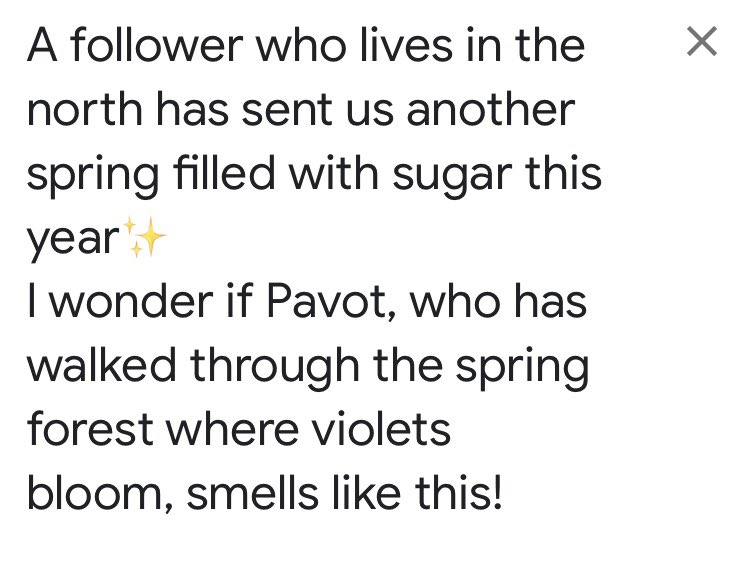 北に住むフォロワーさんから、今年も砂糖で封じ込めた春が届きました✨ スミレの咲く春の森を歩いて来たパヴォはこんな香りがするのかな😊