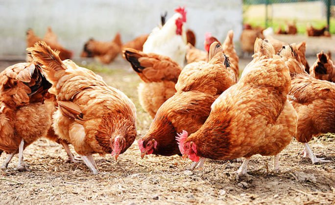 jamesmuoki018's tweet photo. Environmental benefits: Poultry farming can be environmentally sustainable when managed properly. Poultry manure can be used as fertilizer, reducing the need for chemical fertilizers.#QueenCharlotte #Texas
#metrofmawards2023 #TrustAndBelieveDLSU #Coronation #England #sundayvibes https://t.co/6luPhqmbs3