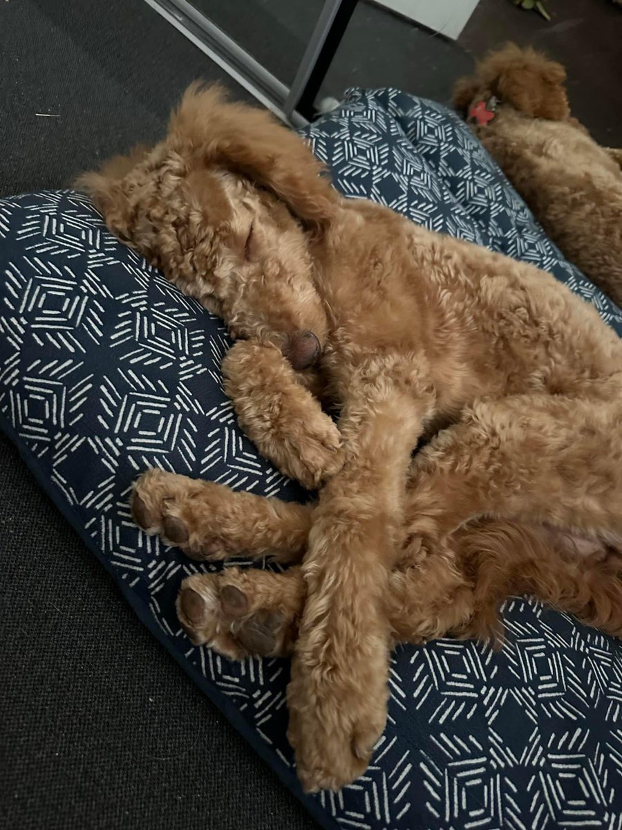 PGIdogs's tweet photo. It’s #snoozesunday!! 😴 Paisley is getting in a much needed nap after working hard all week! She can’t wait to feel rejuvenated and get back to work! ✨🐕🦺 https://t.co/YOP9zbQkIl