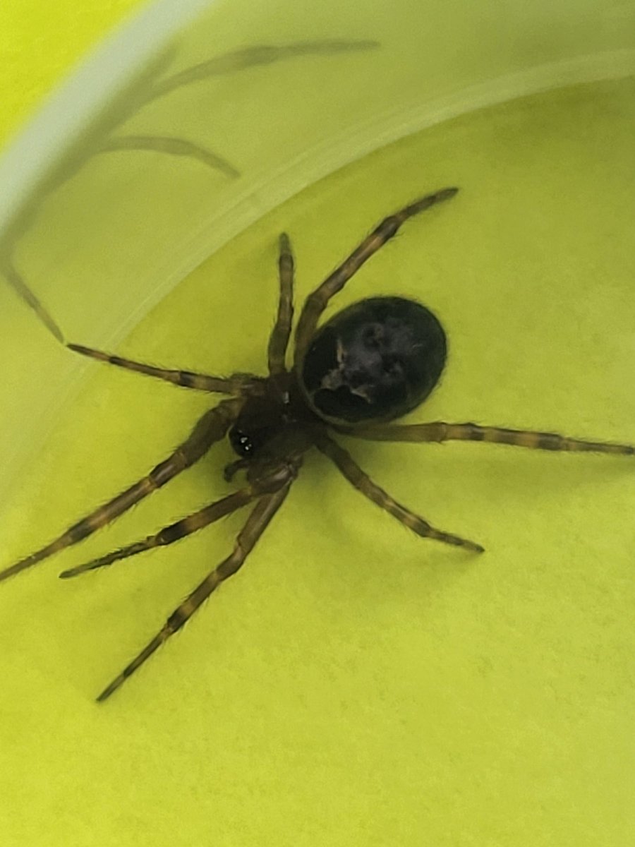 I was itchy earlier, looked down, and saw this running along my arm.

If you think I'm posting this to ruin your day and make you paranoid, you're right.

My day was already ruined, so I'm taking you all down with me.