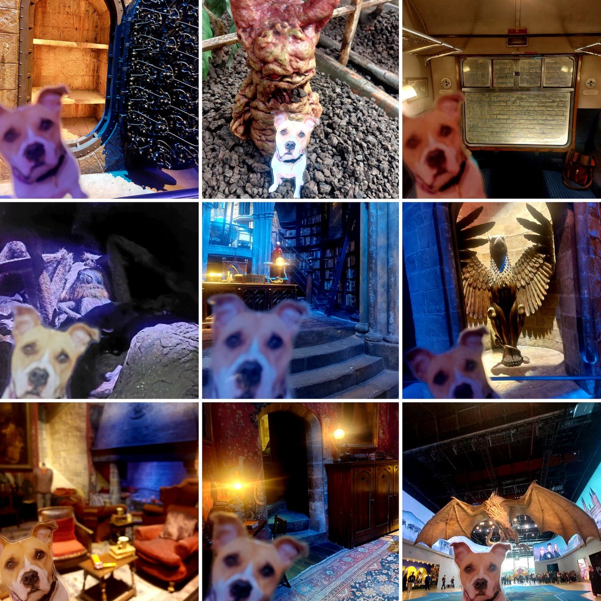 soojam's tweet image. Amazing day out at Harry Potter World 🙌 with my favourite hooman @JoshLemoy ❤ and Flat Tucker came along for the fun too...@TuckerDude1
#flattuckertravelswithfriends #alltuckeredout  #WBTourLondon