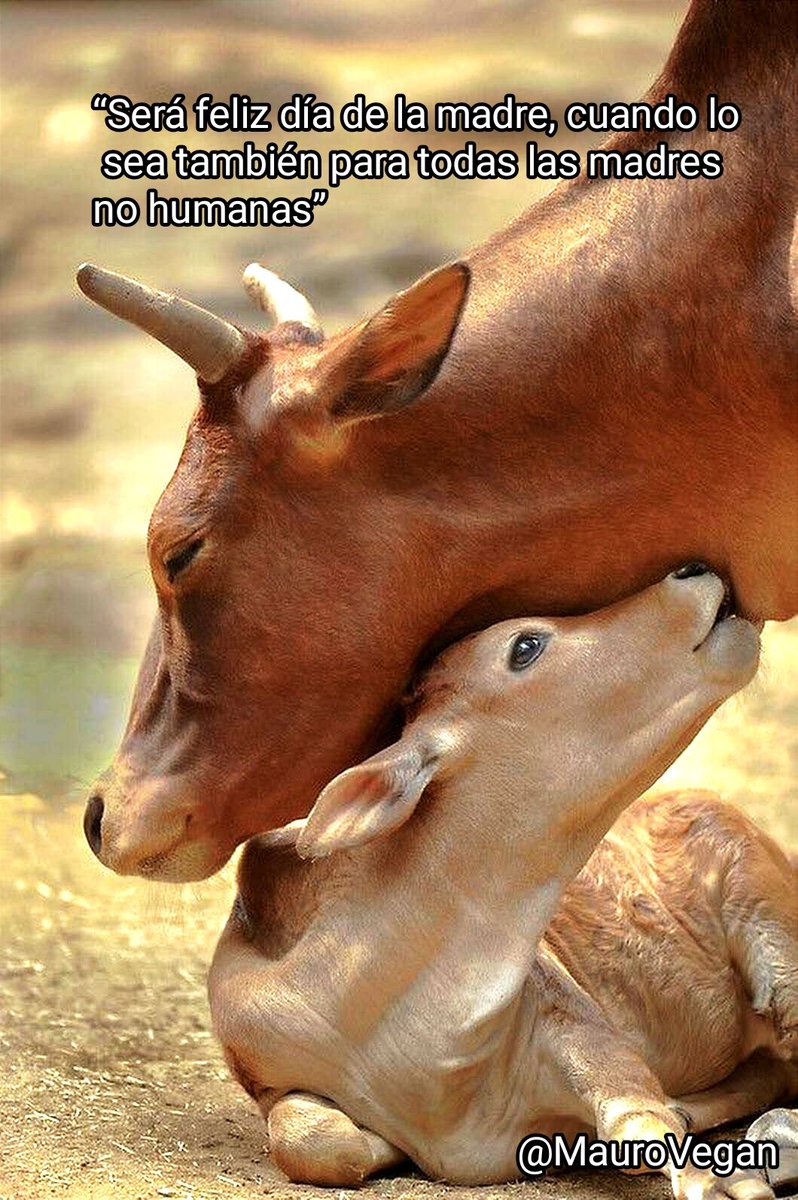 MauroVegan's tweet photo. La palabra "felicidad" no existe para los animales, mientras ellas/os sean cosificados por el ser humano. https://t.co/zBnpZVxm4f