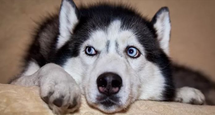 edrormba's tweet photo. Scientists have warned a strain of “dog flu” is mutating and could potentially infect humans. #dogflu #humans https://t.co/VM1Tk4cbfj https://t.co/tFpJ1yNlRC