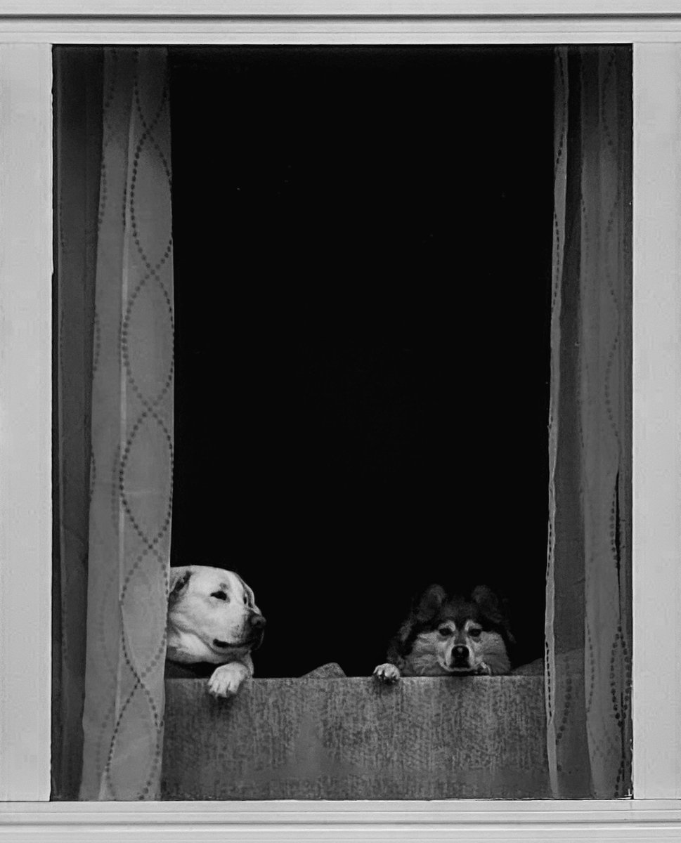 Loneliness in canine eyes! 

#FurryNeighbours #SundayMorning