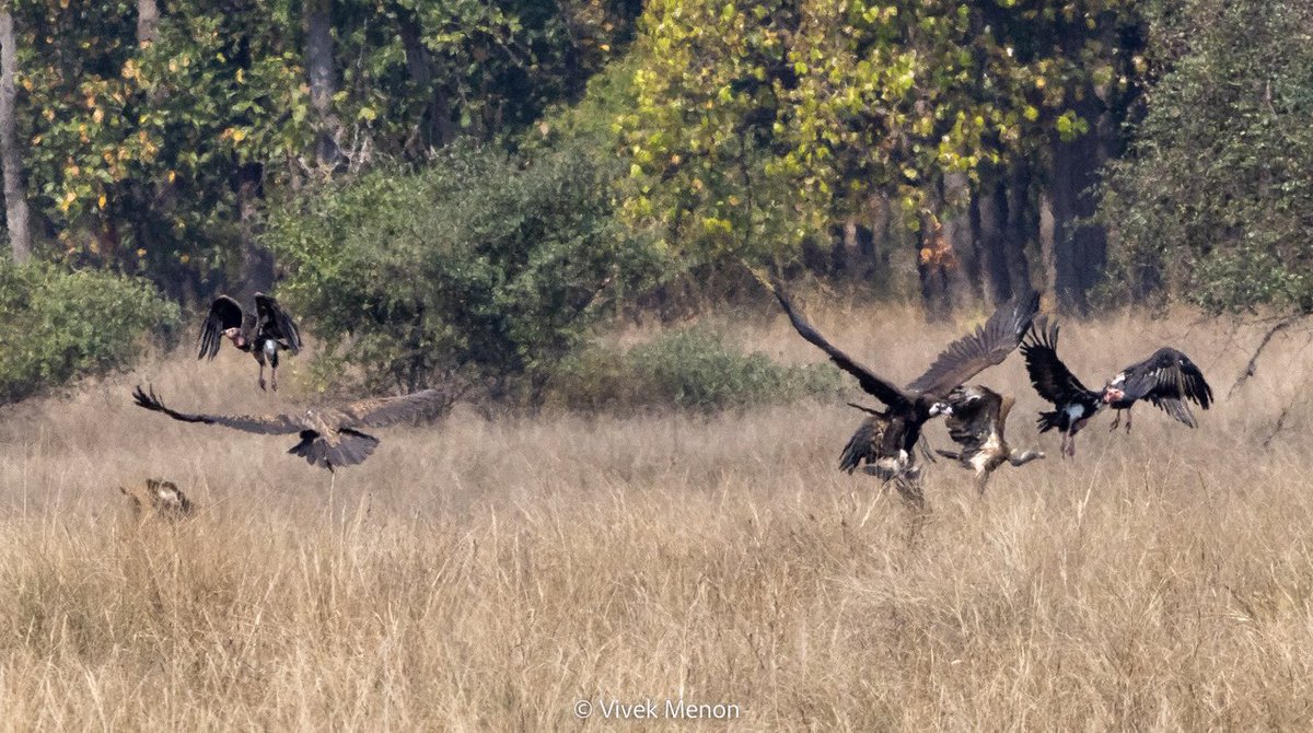 The story of #Vulture recovery in India is probably the least celebrated    yet the most impactful of conservation stories. What a feeling, after more than 90% declines a decade ago to see the Cinereous, the Long-billed and the Red-headed together! #IndiAves #BirdSeenin2023
