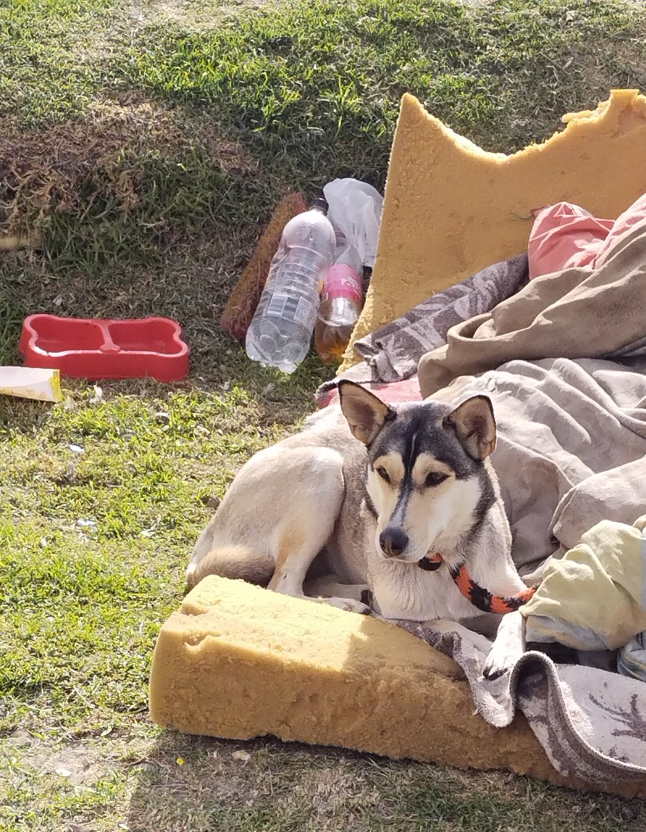 IcbfAlberto's tweet photo. Está perrita fue encontrada por habitantes de calle cerca a la iglesia de San Mateo - Soacha, nos pidieron publicarla para que sus dueños la recuperen ya que no es de calle.
Dicen no querer recompensa, solo que la perrita vuelva a su casa. https://t.co/jSckL8eRf6