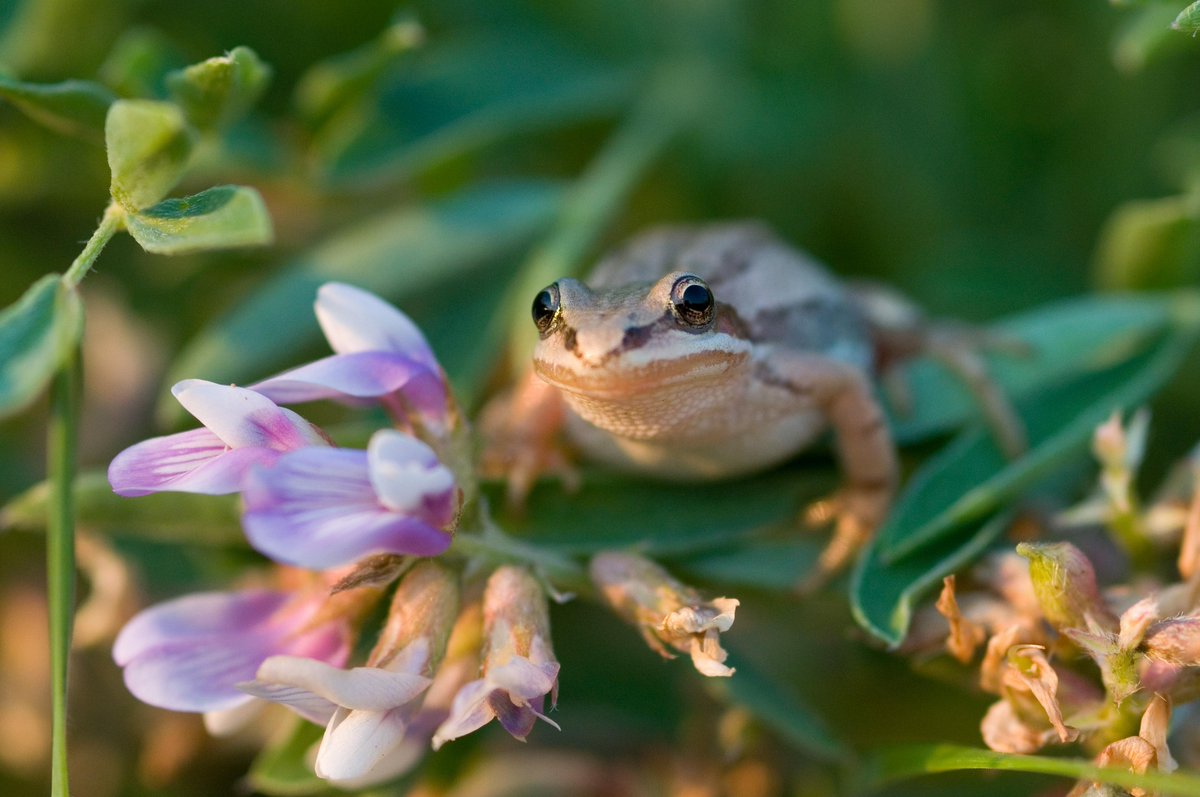 Nature_IL's tweet image. May has arrived and nature is bustling🌸 At Cache River Wetlands, copper iris flowers &amp;amp; coyote pups may be spotted. At Emiquon, you’ll hear a chorus of frogs, toads &amp;amp; the “whoop-whoop” of American bitterns. Read the rest of our #NatureNotes: nature.ly/3HMbsLp 📸Chris Helzer