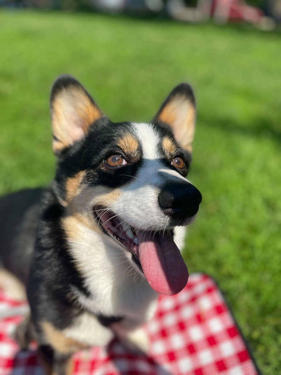 Ollie the #ClimateCorgi wishes you a happy Sunday filled with his favorite things: walks, snacks, and naps.