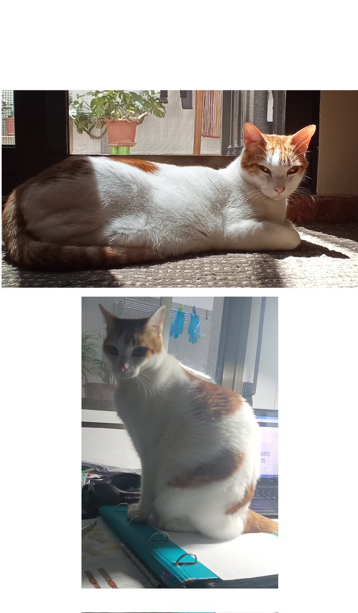 mireiaavb_'s tweet photo. El meu gatet se ha perdut per la zona del Pere Crespí (carrer Doctor Vicente Segura). Creguem que pot estar en qualsevol terrassa del voltant o que haja eixit al carrer. Si algú el veu, per favor, parleu-me. 
Se diu Ginger però no es deixa agafar. https://t.co/GiBxFpsCzY
