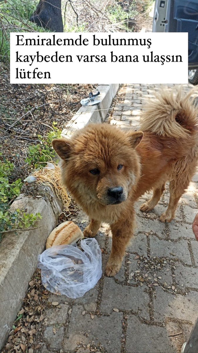 İzmir Emiralem’de bulunmuş, kaybeden veya ulaşıp bir veterinere götürebilcek olan var mı? Çipi vs var mı diye baktırabilmek için 

#izmirkayıpköpek #izmir #emiralem #izmirköpek #kayıpköpek #sahiplendirme #izmirsahiplendirme