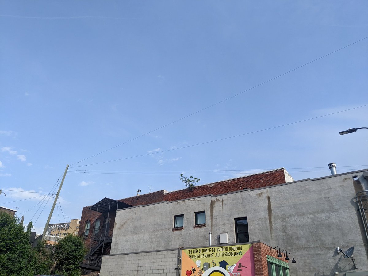 nicanack's tweet photo. oh, to be a tree growing from the side of a brick building. https://t.co/TtpQ7cQKPC