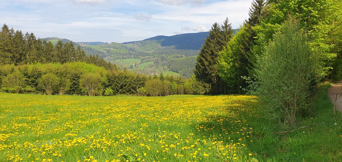 Domifreude's tweet photo. Was für ein toller Tag in #BayerischKanada
#BayerischKanada #BayerischerWald
#Ausflug
#Wandern
#Waldbahn https://t.co/Qd0PrFzGKG