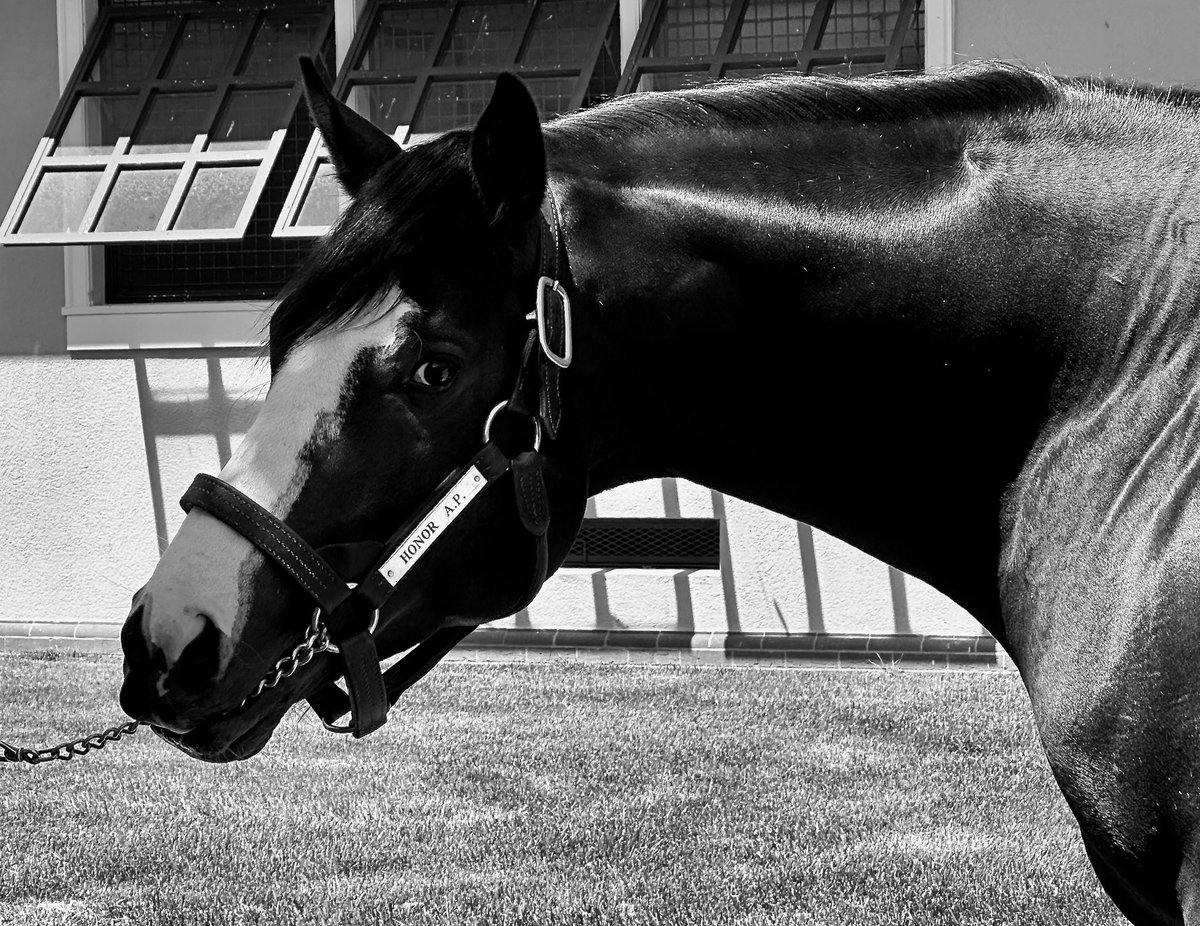 StablesCrk's tweet photo. It’s a great day when you get to see mamas, daddies & babies. Honor AP looks as good as ever as a stallion. 💜💜💜 #honorap https://t.co/9KX9wASRAd