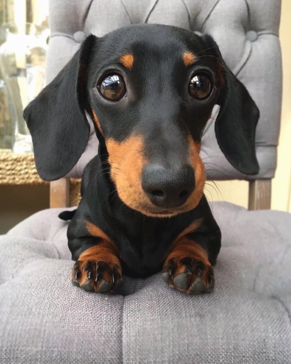 Alyssa_Anna19's tweet photo. #dachshund #dachshundsotwitter #dachshundlove #dachshundpuppy #dachshundoftheday #miniaturedachshund #minidachshund #dachshunds #dachshundappreciation #dachshundlife #dachshundsonly #dachshund_love #dachshunddaily #dachshund_world https://t.co/ht1I059Tx6