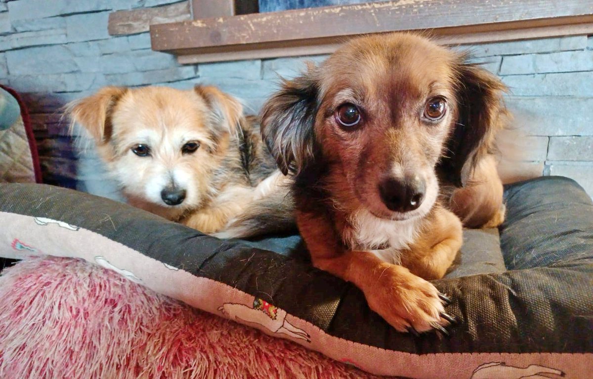 SosAbuelos1's tweet image. #ZAMORA
Esta parejita tan tierna son #BLANKY &amp;amp; #NELA. Tienen 8 y 10 añitos respectivamente y buscan un hogar juntitos. 💕

Ambos tienen un carácter excepcional. Son sociables con otros animales (de cualquier especie), y por supuesto con adultos y niños.
Les encanta jugar a la