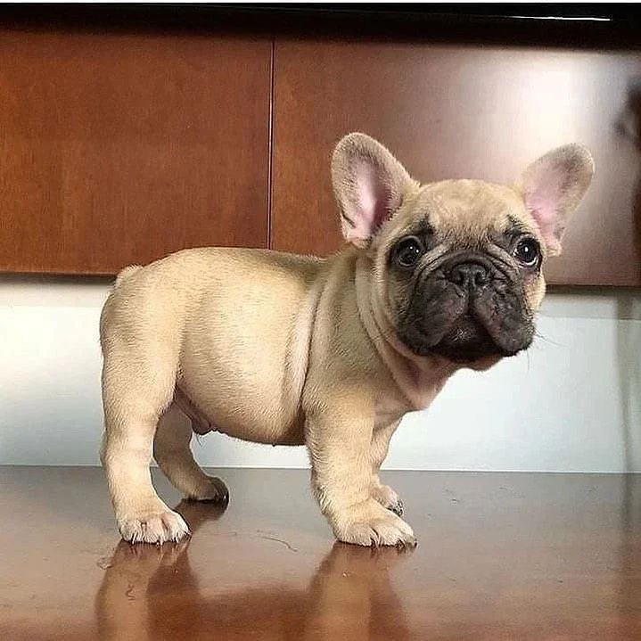 #frenchielover #frenchie #frenchielover #dogsoftwitter