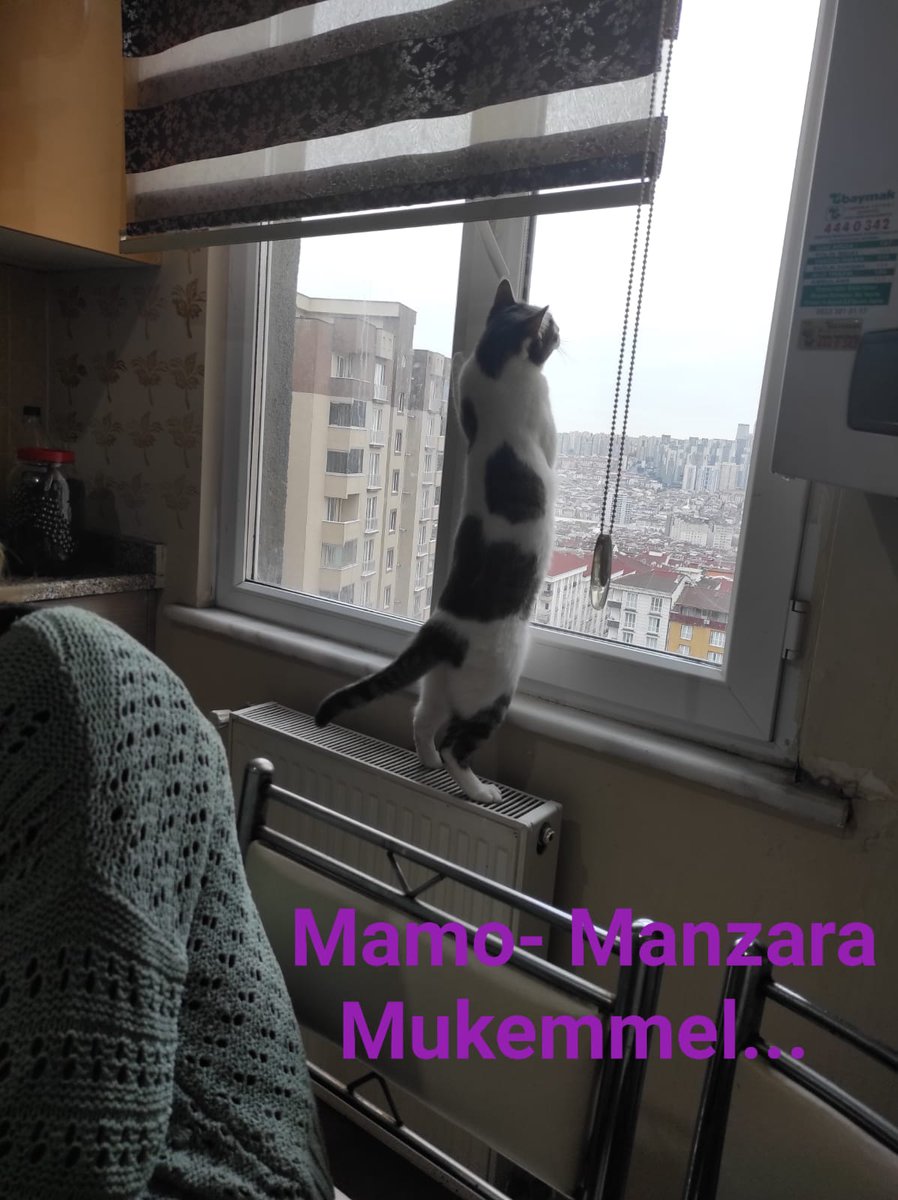 #Pisik #Kedi #Cat