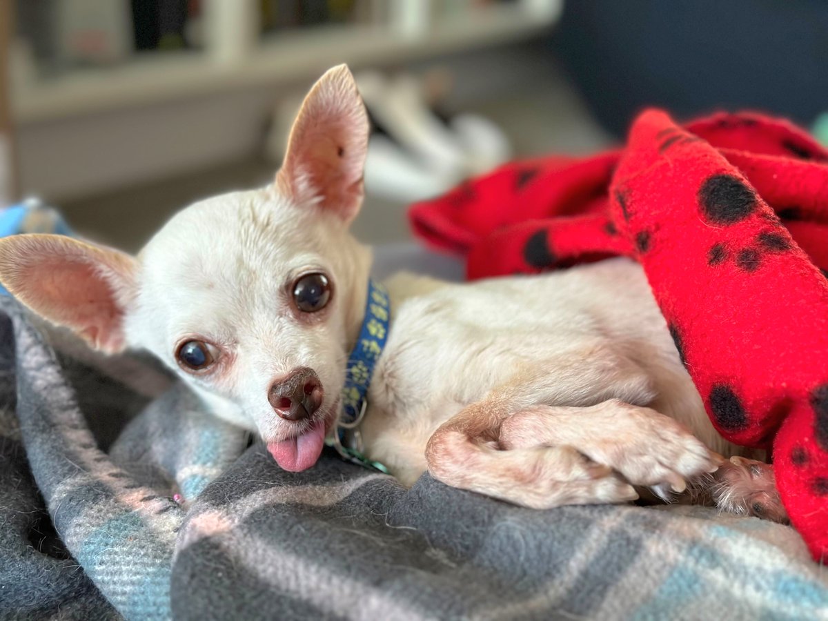What's doin', Nooch?! Our #TongueOutTuesday boy is a mutt that's quite a sight, A little white #Chihuahua, always polite. He may seem a bit shy, and oh so mellow, But give him some love, and he'll be your fellow. 🥰