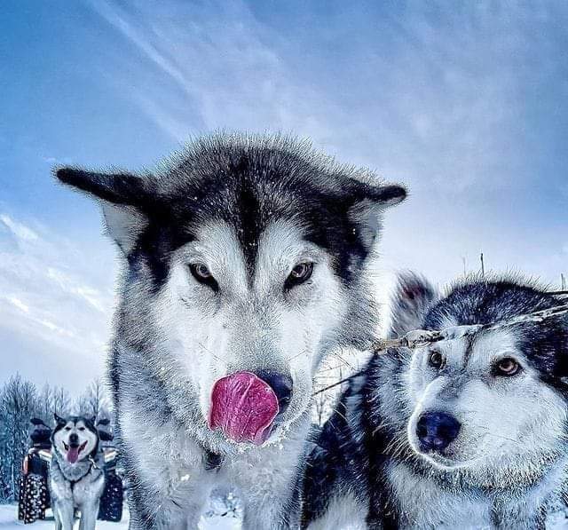 Husky_dog_world's tweet photo. Leader of the pack❤️
#finalbbb23 #UAAPSeason85 #ไซยาไนด์ #HonkaiStarRail #tontawan_t #BLACKPINK https://t.co/LFOukxF7Rv