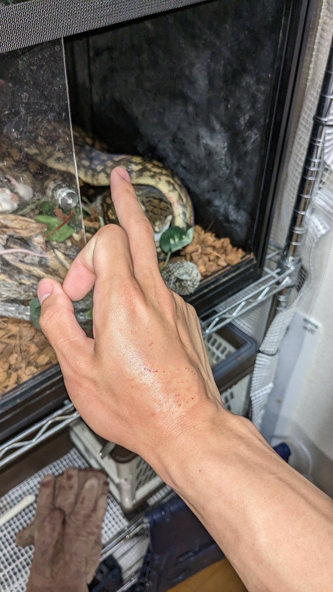 PROTO01_snst's tweet photo. 餌やって寝ようかと思ったら餌噛みの誤爆喰らうのクソすぎる https://t.co/Fbk5bMOcIx