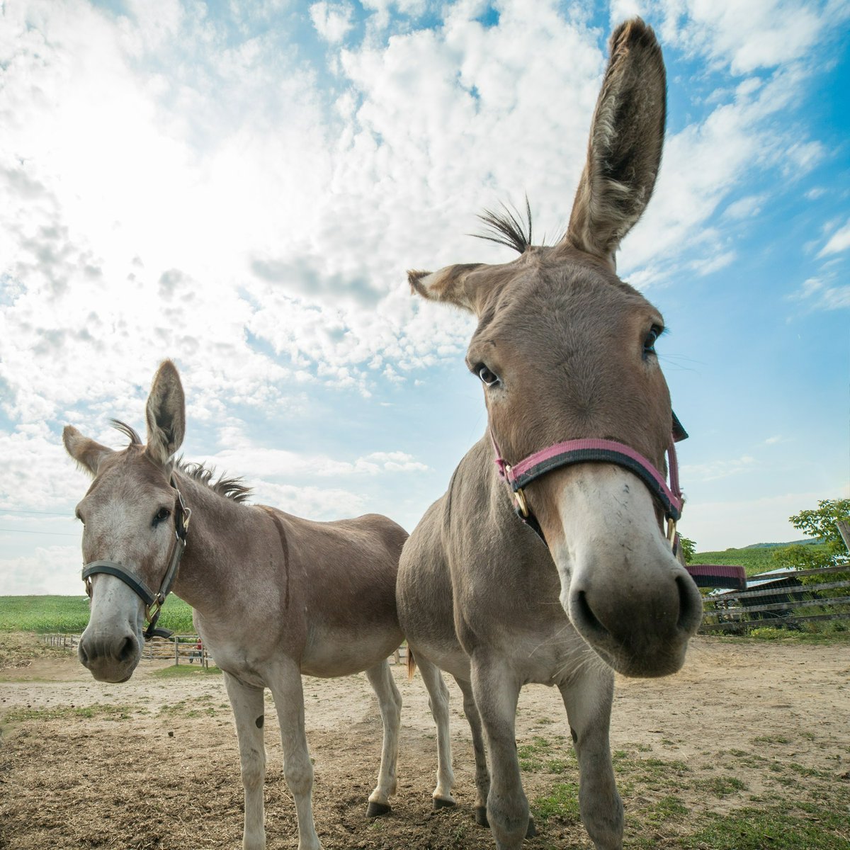 Do it for the donkeys! Purchase some posies and support a great cause. PrimRose Donkey Sanctuary is selling pots of Primula (aka Primrose) so you can have beautiful blooms in your garden to remember your day. Free admission &amp; donations are accepted. 👉  primrosedonkeysanctuary.com