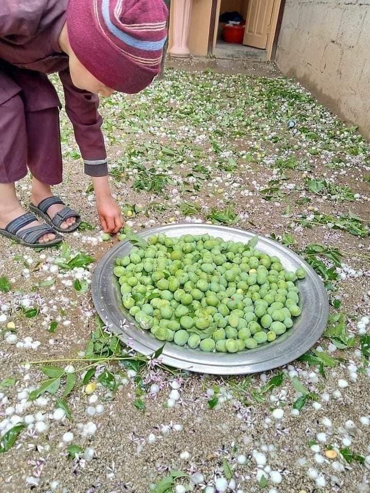 makbajaur's tweet photo. یہی ہمارا کل اصاثہ تھا ۔۔میرے  وطن لوٹ  گیا۔۔
#باجوڑ_کو_آفت_زدہ_قرار_دیا_جائے https://t.co/aQgtxDSsnD