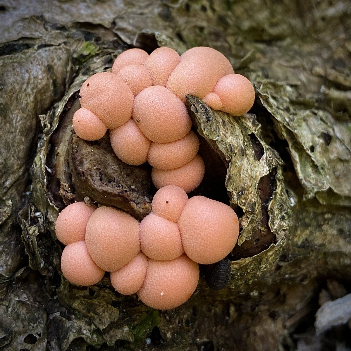 bernoid's tweet photo. It’s SLIME MOULD SUNDAY 😃 here’s some Wolf’s Milk #SlimeMouldSunday https://t.co/DrquOj78Wh