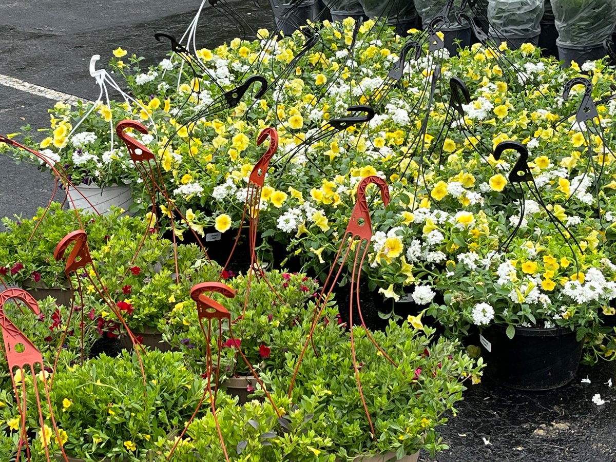 MerwinWC_PTO's tweet photo. Our BLOOM Spring Flowers are here! https://t.co/8kCdSlLwh4