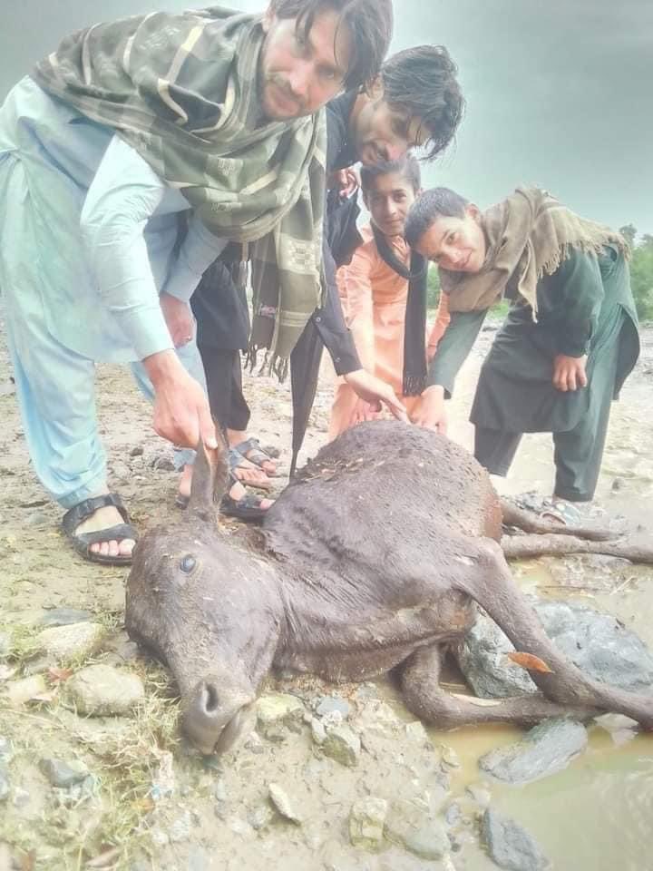 makbajaur's tweet photo. رویا نہیں جاتا سمجھ نہیں ارہی زندگی اگے کیسے  جاری رکھ پائنگے۔۔
#باجوڑ_کو_آفت_زدہ_قرار_دیا_جائے https://t.co/i54EgrbvP9