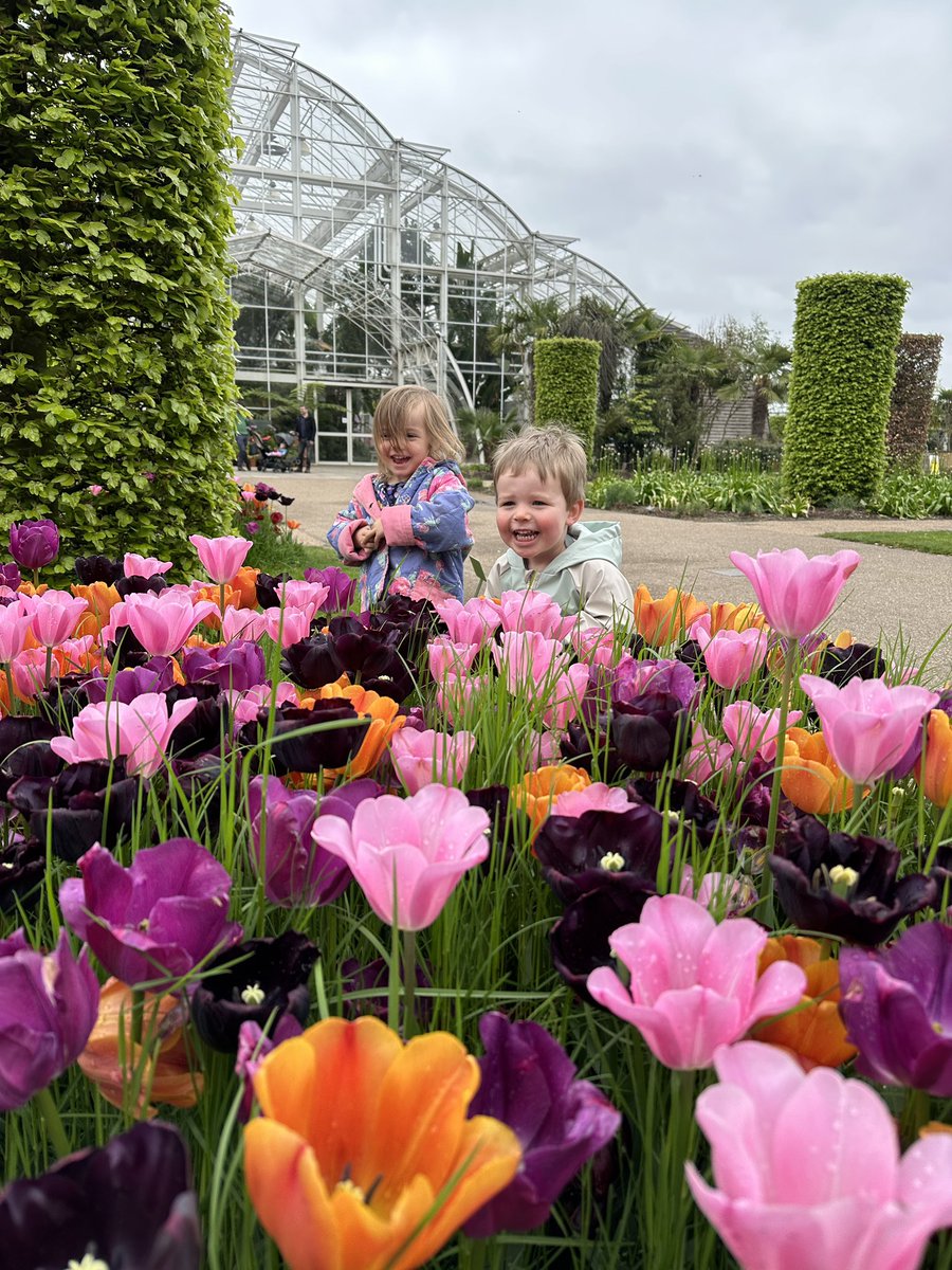 nina_fsmith's tweet photo. Someone very much enjoyed the tulips at @RHSWisley this morning (and seeing his bestie) #tulips #spring https://t.co/VNnlZaOxjZ