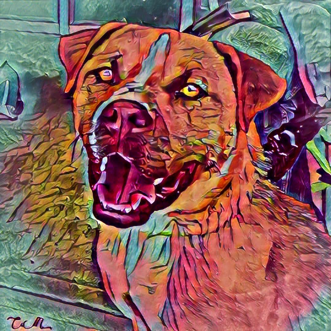 LockwoodMalone's tweet image. Roscoe
#pitmix #pitbull #GoodBoy #adoptable