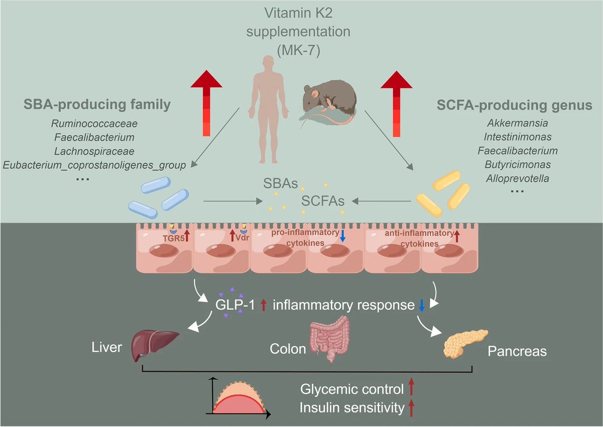 🥼Agingdoc1⭐MD, PhD 🔔 on Twitter "Vitamin K2 supplementation improves