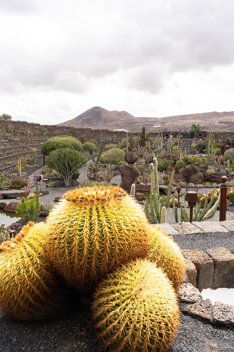 Blogtrotteuse__'s tweet photo. Let's go pour la première attraction phare de #Lanzarote : Le #JardindeCactus !

Savais-tu qu'il avait reçu le prix Carlo Scarpa en 2017? Une beauté architecturale au cœur de la roche, plus de 4500 cactus, sans compter plus de 1400 variétés différentes !

https://t.co/OnUxMJjhWG https://t.co/l8wA3u7iec