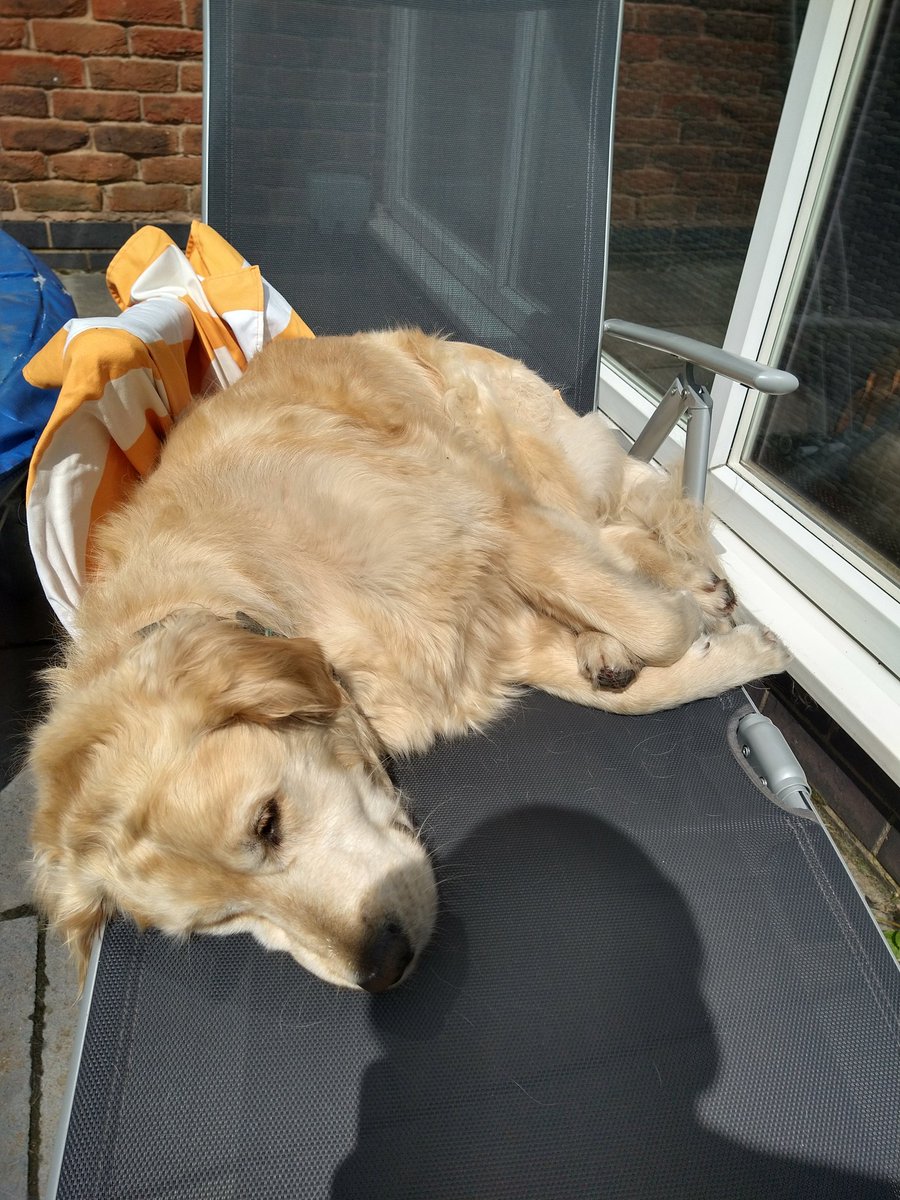 kitteridge_lisa's tweet image. ☀️has finally come out so thought I'd read on my sunbed in the garden for an hour. 

Went in for my book, came back out to find Luca had pinched it😂 

Then when he finally moved, Cooper insisted on sharing it with me.

Get your own sunbed boys!! 🙄😆❤️💙

#snoozeyoulose
#budge