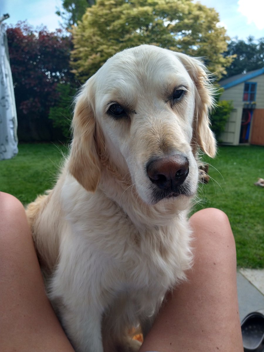 kitteridge_lisa's tweet image. ☀️has finally come out so thought I'd read on my sunbed in the garden for an hour. 

Went in for my book, came back out to find Luca had pinched it😂 

Then when he finally moved, Cooper insisted on sharing it with me.

Get your own sunbed boys!! 🙄😆❤️💙

#snoozeyoulose
#budge