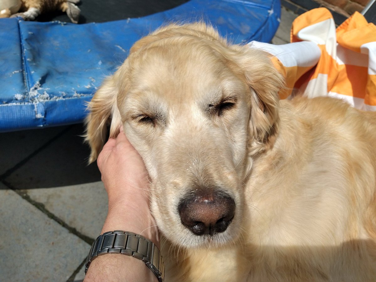 kitteridge_lisa's tweet image. ☀️has finally come out so thought I'd read on my sunbed in the garden for an hour. 

Went in for my book, came back out to find Luca had pinched it😂 

Then when he finally moved, Cooper insisted on sharing it with me.

Get your own sunbed boys!! 🙄😆❤️💙

#snoozeyoulose
#budge