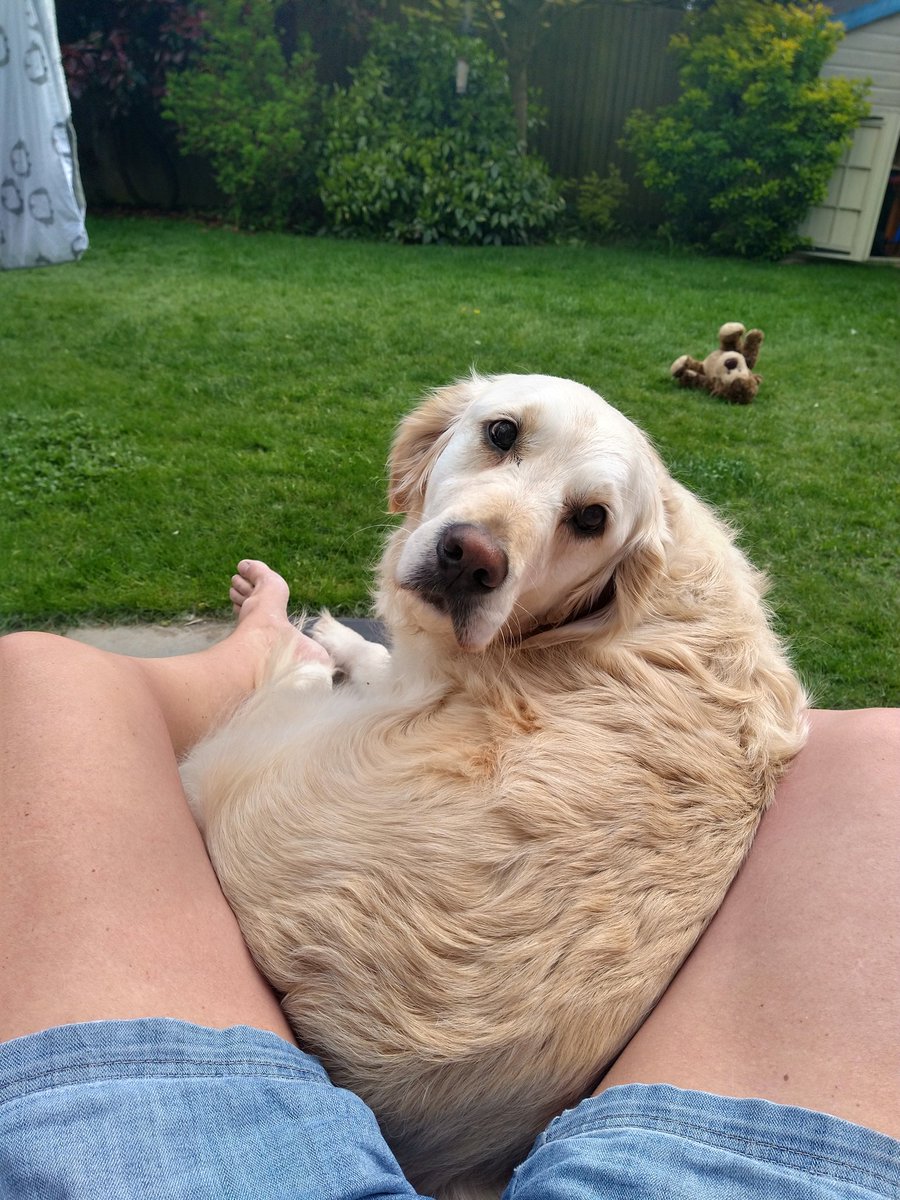 kitteridge_lisa's tweet image. ☀️has finally come out so thought I'd read on my sunbed in the garden for an hour. 

Went in for my book, came back out to find Luca had pinched it😂 

Then when he finally moved, Cooper insisted on sharing it with me.

Get your own sunbed boys!! 🙄😆❤️💙

#snoozeyoulose
#budge