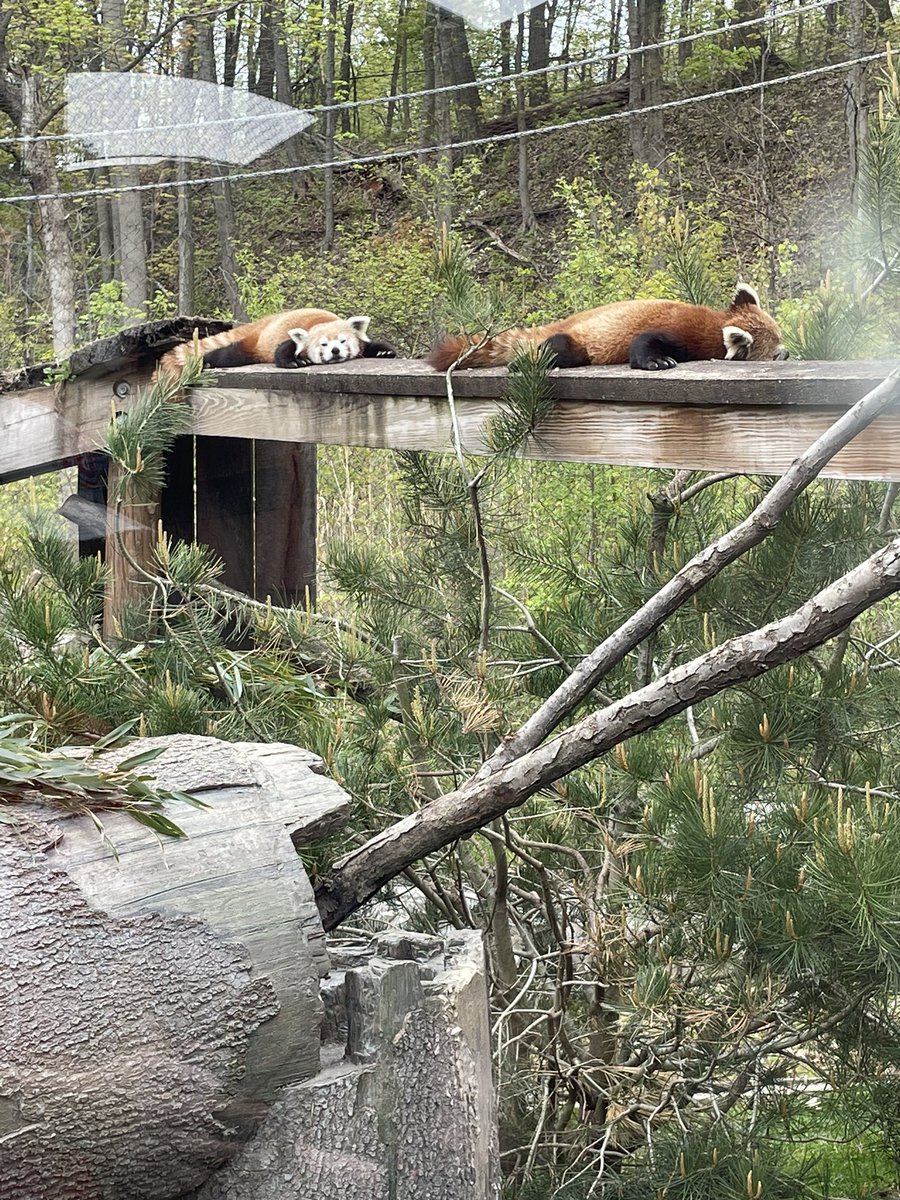 xxs121's tweet photo. Lazy like Sunday morning @clemetzoo https://t.co/WGKhG7u0jY