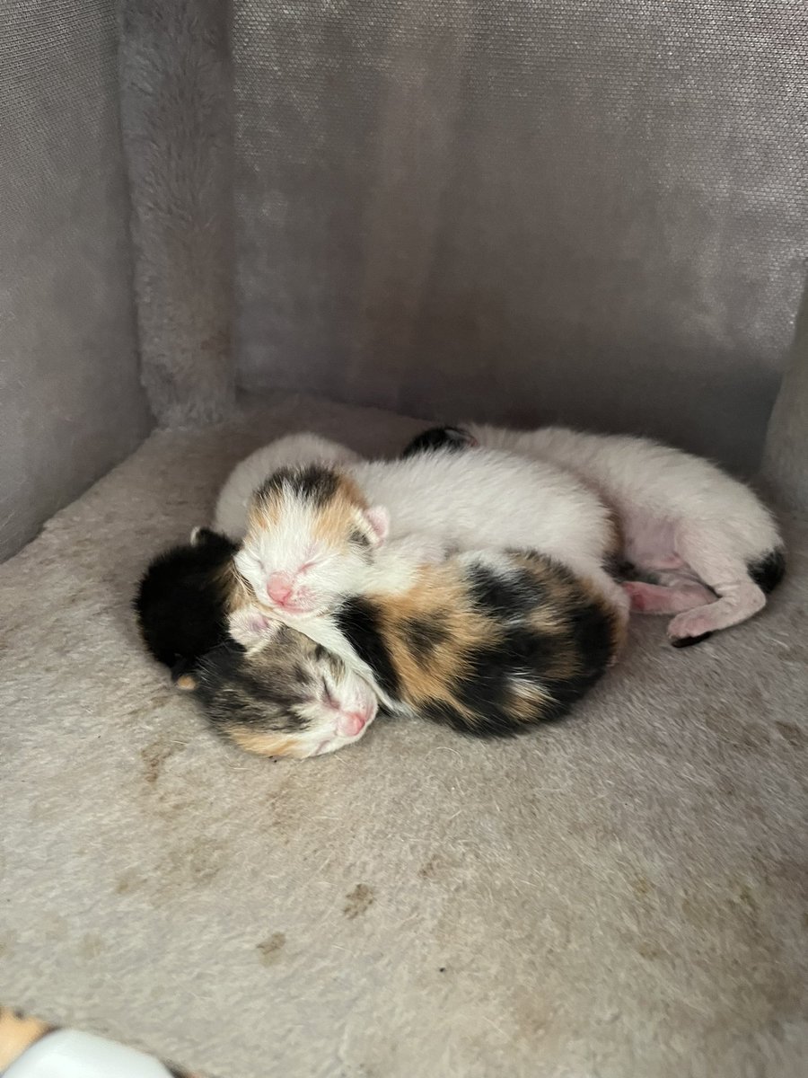 Hola!!! Mi gata se escapó hace unos meses y bueno este es el resultado 🐱 🐱 🐱 🐱 
Ahora buscan una 🏡 
Si estás interesado, contáctame y si no un RT estaría de locos
En Valencia