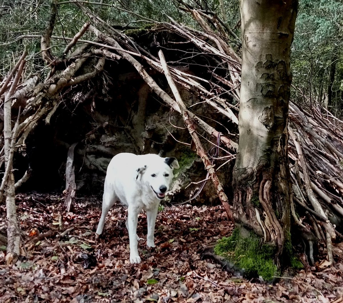 SnowytheD's tweet photo. I have a new #holidayhome it is a #logcabin in the #woods I built it with my own bare #teeth All the other #dogs of #TunbridgeWells are VERY jealous. So is my assistant. @MrsStickells @BringYourDogTW @ArtyGent https://t.co/oXGzUPsSQR