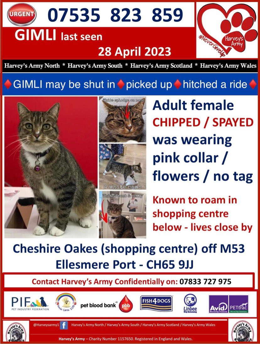 Gimli is the famous Cheshire Oaks cat…AND IS MISSING 😭
Please #retweet…tag any shops there…share widely 😓

<a href="/Ellesmere_Port/">CheshireOaks</a> <a href="/CHESHIREOAKSCAD/">CadburyCheshireOaks</a> <a href="/CheshireOaksSSP/">CheshireOaksSSP</a> <a href="/cheshireoaksst/">Cheshireoaksst</a> <a href="/Vue_CheshireOak/">Vue_CheshireOaks</a> <a href="/cheshireoaks133/">burberry cheshire</a> @EPLocality <a href="/CatsMissing/">MissingCatsUK</a> <a href="/ChesterKittyCat/">Chester Kitty Cat Rescue</a> 
#lostcat #CatsOfTwitter