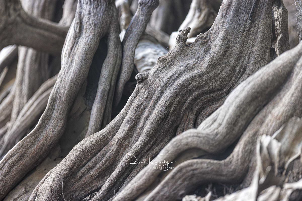 The Roots of the Cypress May 2023 - Very dry in Florida, rainy season has not started and most rivers and lakes are very low. Makes for a unique opportunity to photograph some old cypress trees and their root systems. - Tampa - Florida - #rkotinsky