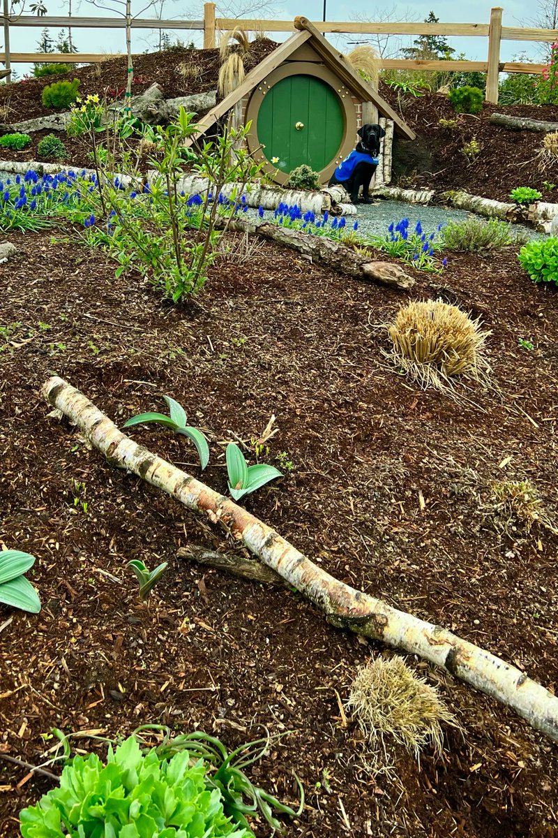 Nikka apologizes for #SelfieSunday being on hiatus. She stopped by her friend Bilbo’s house, and they had an unexpected adventure trying to find a lost ring. It’s a long story. Thanks to Puppy Raiser Adrianna for making sure everyone got home safely. #volunteer #guidedogs