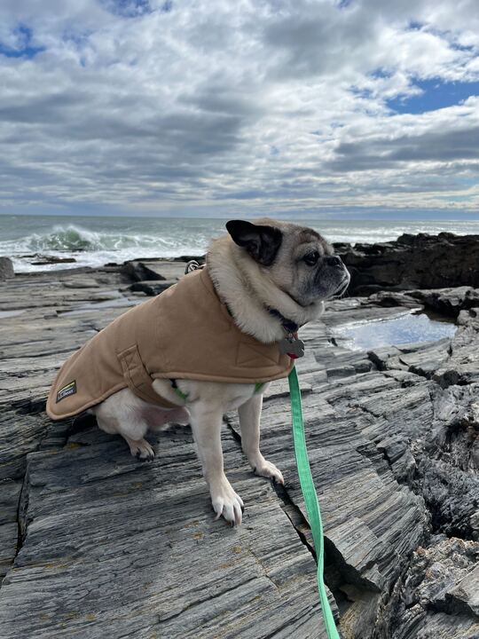 UBGSE's tweet photo. Happy National Pet Week, #UBuffalo! ๐๐๐ฑ๐ถ Having a โruffโ time as we approach finals week? Turn it around with photos of the #UBGSE marketing and communications teamโs furry and finned friends.
#BuffaloNY #DogsOfBuffalo #FishOfBuffalo #PetsOfBuffalo https://t.co/fxVanooZsw