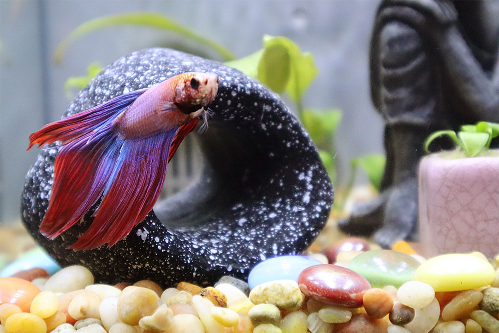 UBGSE's tweet photo. Happy National Pet Week, #UBuffalo! ๐๐๐ฑ๐ถ Having a โruffโ time as we approach finals week? Turn it around with photos of the #UBGSE marketing and communications teamโs furry and finned friends.
#BuffaloNY #DogsOfBuffalo #FishOfBuffalo #PetsOfBuffalo https://t.co/fxVanooZsw