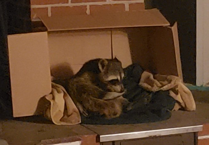 Good Morning Lovelies. Happy Sunday. Found this little guy outside last night taking a quick snooze.<a href="/tag/wildlife"class="tags"><span>#wildlife</span></a><a href="/tag/racoonnaturalbobtail"class="tags"><span>#racoonnaturalbobtail</span></a>