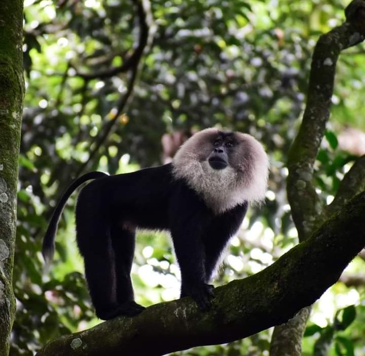 Association of Indian Primatologists (A.I.P) tweet media