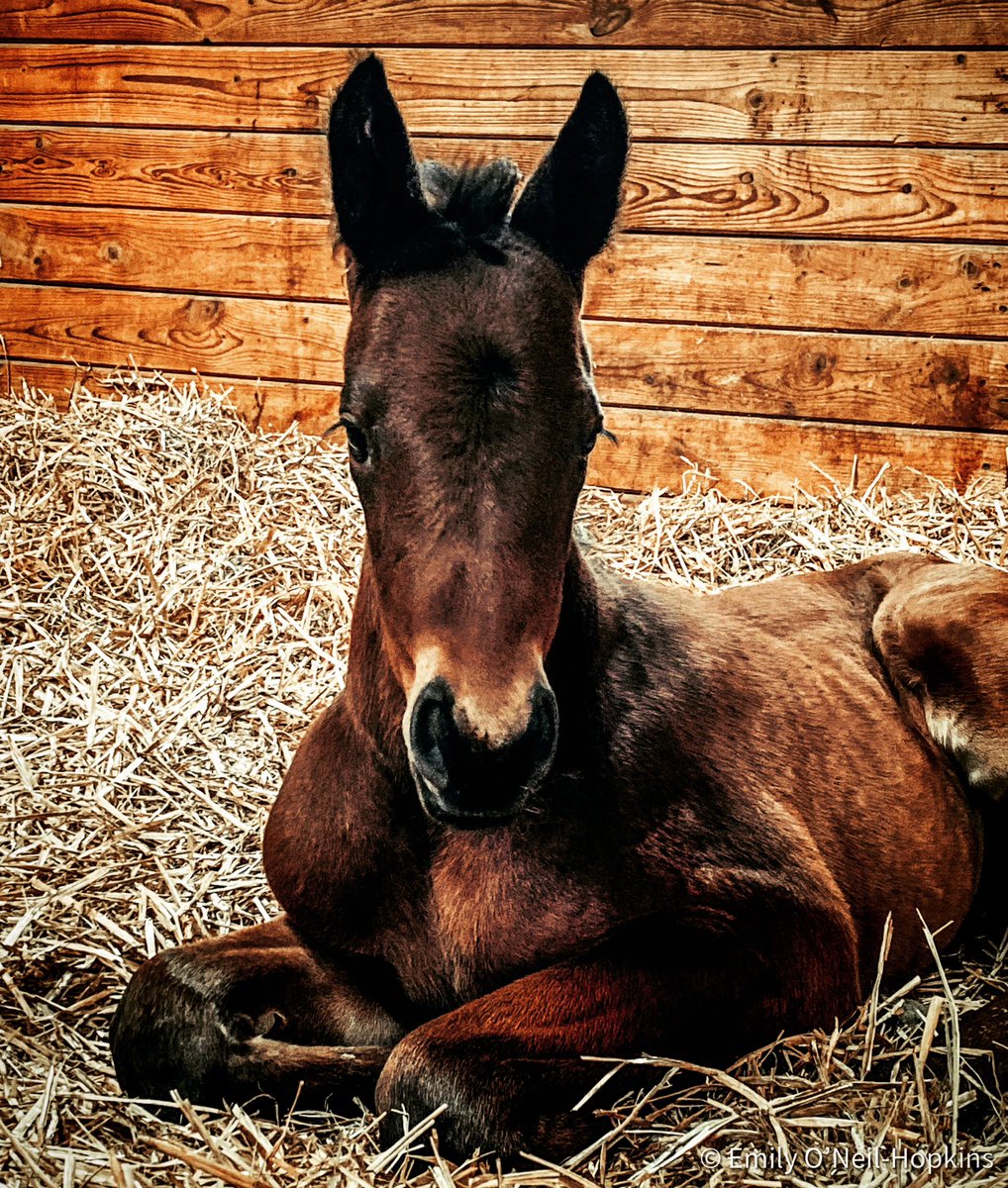 A busy weekend filled with not just one foal but four!! We welcomed a Cinco de Mayo filly, a colt & filly on Derby Day, and another filly this morning. @IrishHillFarm @nytbreeders