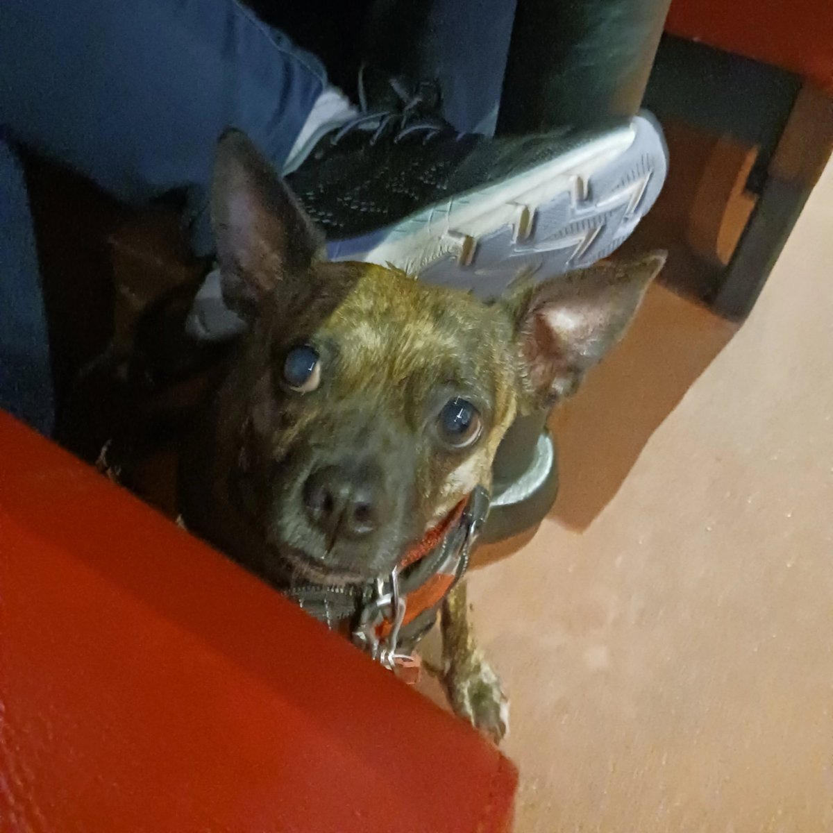 pcm363363's tweet photo. My baby looking up at me https://t.co/yinLQKGj96