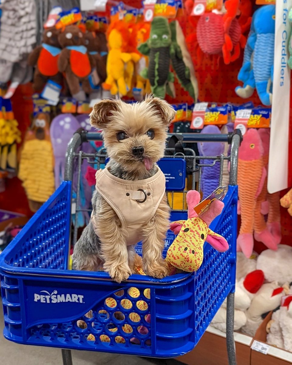 Hop in, we’re toy shopping! 🛒 #anythingforpets #lifeatpetsmart #chicago #anythingforpets #hiring #petgroomer #bather